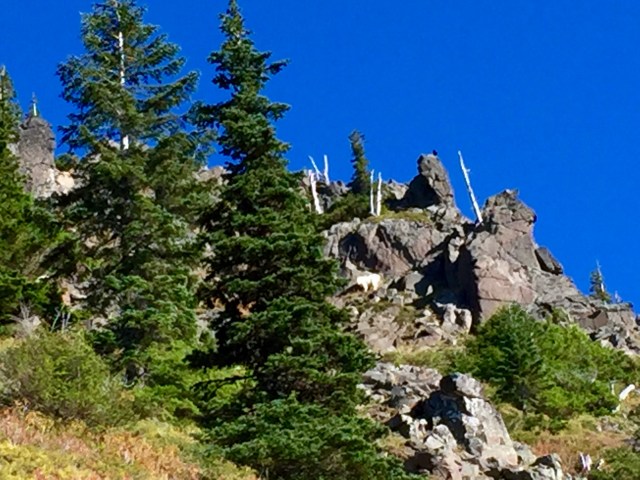 What do you mean you don't see the mountain goat?